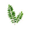 Curry Leaves