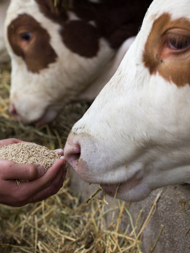 how much hay and fodder should be given to cows and buffaloes