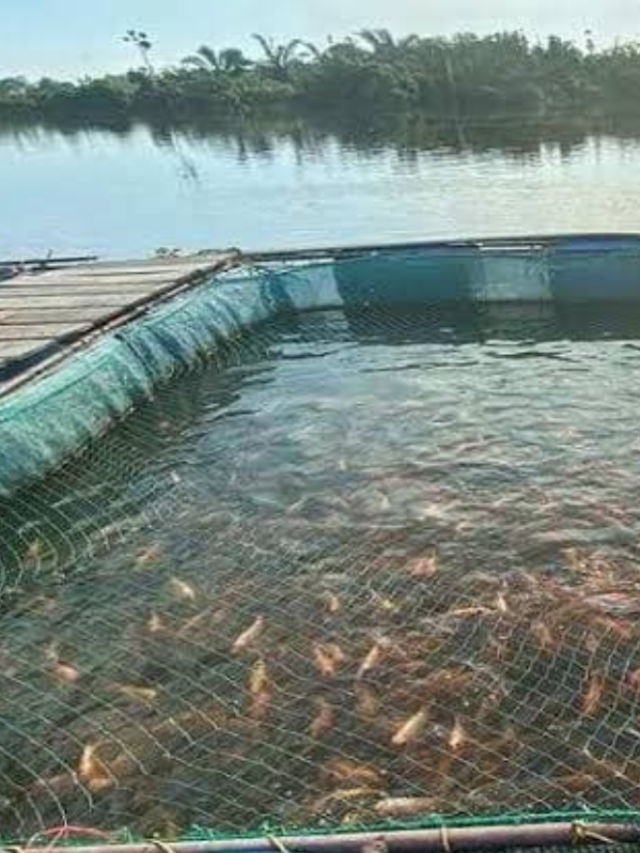 which fish to rear for fish farming