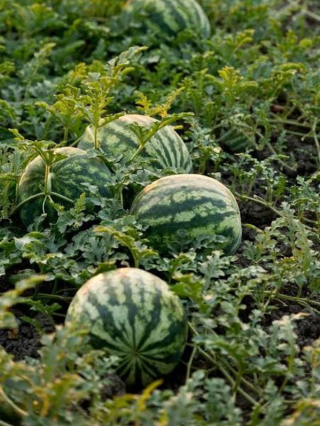 how to growing watermelon at home tips