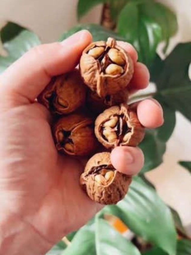 walnuts grow in pots at home by following these methods agri tips