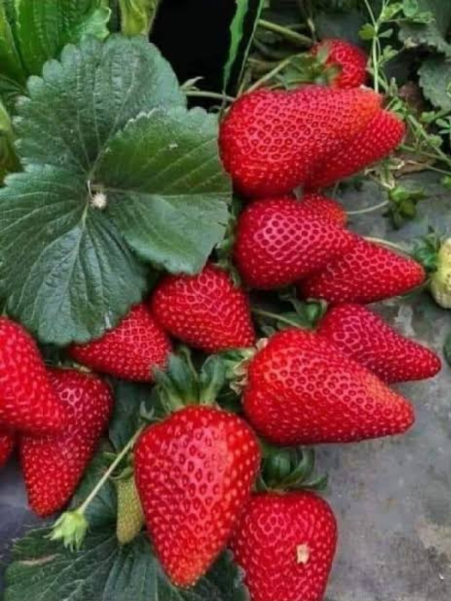 simple way to grow strawberries at home