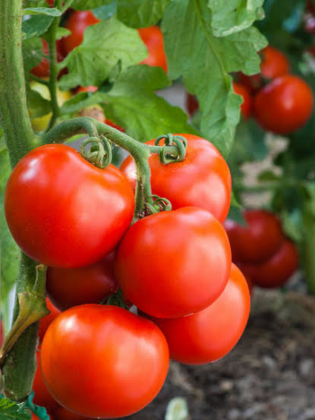 how to increase tomatoes grown in pots