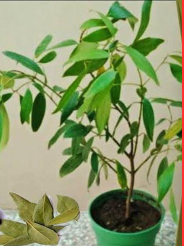 how to grow bay leaf plant in pot at home follow these easy steps