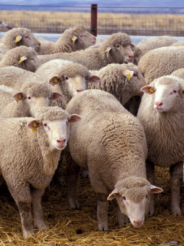 how to make sheep grow better know tips