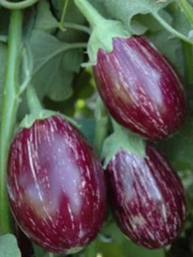 how to cultivate brinjal in april baigan farming