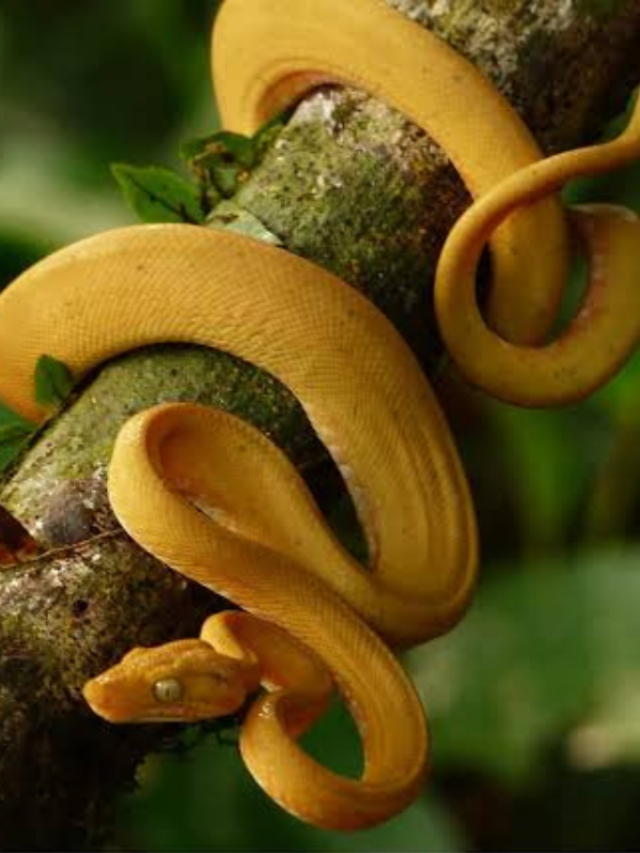 planting which plants brings snakes into the house