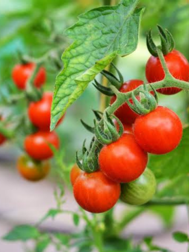 what happens when sand is added to tomato roots