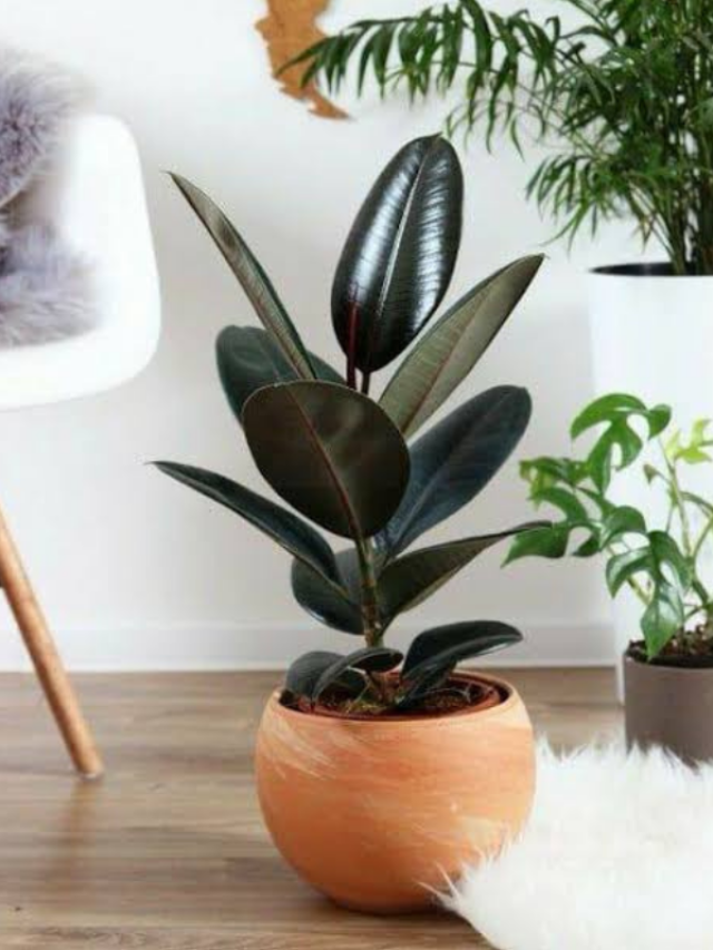 best plants for cooling your house naturally in summer