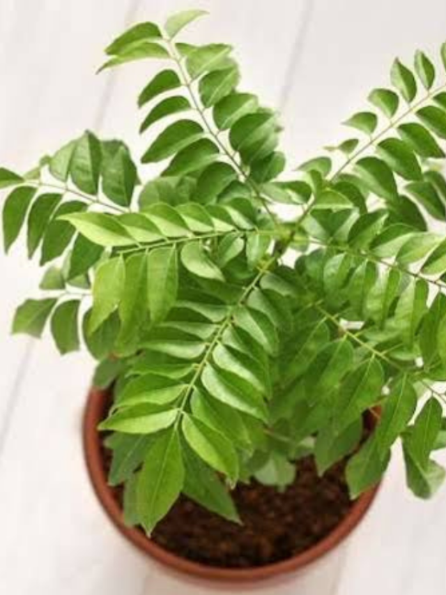 know easy method of growing curry leaves at home