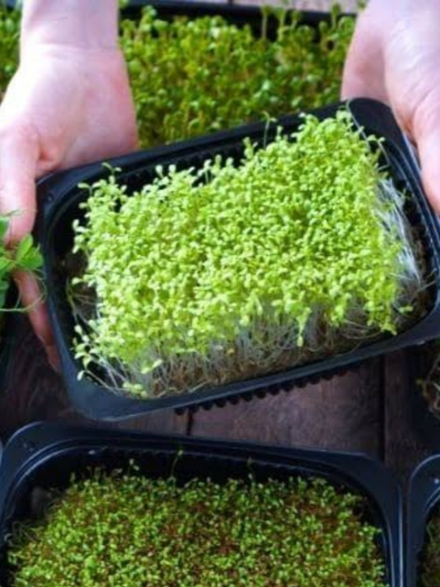 earn huge profits by cultivating microgreens