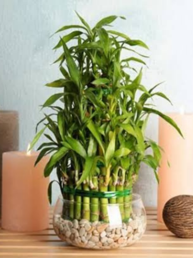 what happens by planting bamboo plant at home